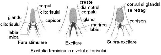 faza de excitatie feminina